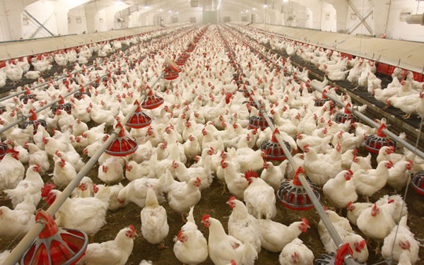 A poultry farm with many birds