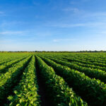 Customs seizes N1.2bn worth of expired flour at Seme Border