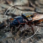 Singapore tops world’s most powerful passport in 2025 ranking