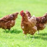 WhatsApp unveils Apple Watch app for calls, messages