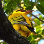 Tinubu approves ₦3.3trn power debt to restore stable electricity