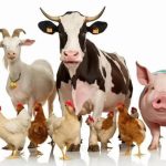 FG commissions new veterinary centres in Lagos, Ogun